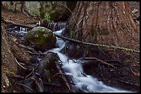 Stream at base of sequoia tree. Sequoia National Park, California, USA. (color)