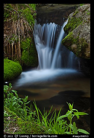 Stream cascade. Sequoia National Park (color)