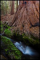 Brook at the base of giant sequoia tree. Sequoia National Park, California, USA.