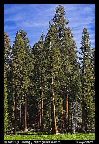 Sequoia trees at the edge of Round Meadow. Sequoia National Park (color)