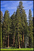Sequoia trees at the edge of Round Meadow. Sequoia National Park, California, USA. (color)