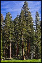 Sequoia trees at the edge of Round Meadow. Sequoia National Park, California, USA.