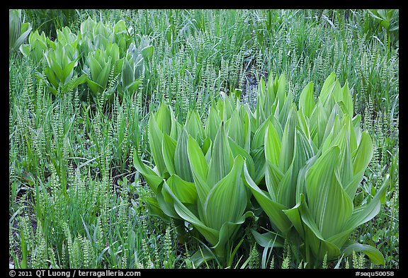 Corn lillies and flowers, Round Meadow. Sequoia National Park, California, USA.