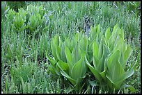 Corn lillies and flowers, Round Meadow. Sequoia National Park ( color)