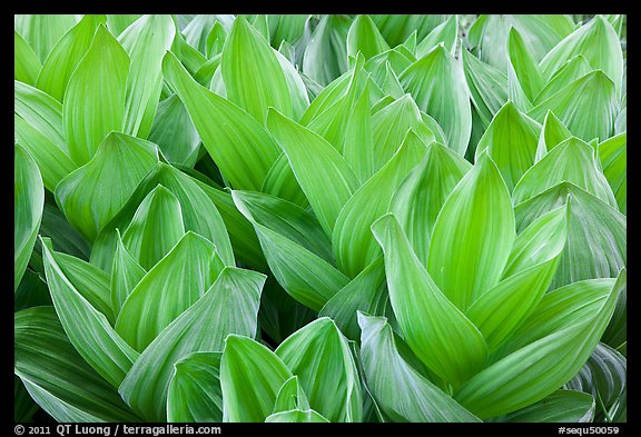 Corn lilly, Round Meadow. Sequoia National Park (color)