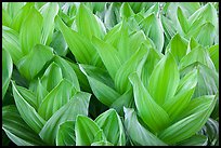 Corn lilly, Round Meadow. Sequoia National Park, California, USA.