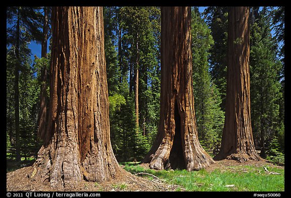 Group of Giant Sequoias, Round Meadow. Sequoia National Park (color)