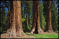 Group of Giant Sequoias, Round Meadow. Sequoia National Park, California, USA. (color)