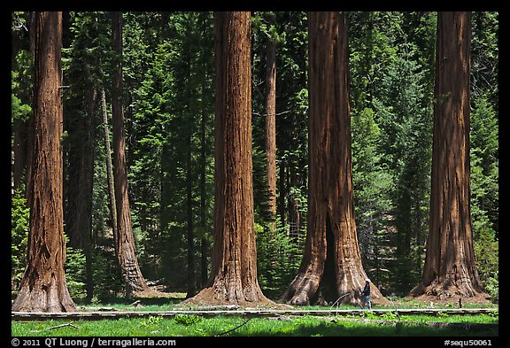 Hiker on boardwalk at the base of Giant Sequoias. Sequoia National Park (color)