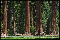 Hiker on boardwalk at the base of Giant Sequoias. Sequoia National Park, California, USA. (color)