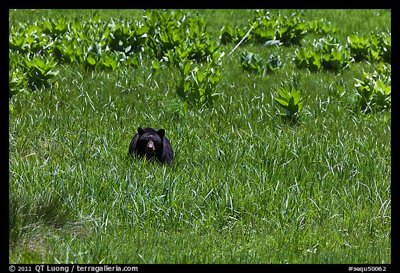 Black bear in Round Meadow. Sequoia National Park, California, USA.