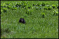 Black bear in Round Meadow. Sequoia National Park, California, USA.