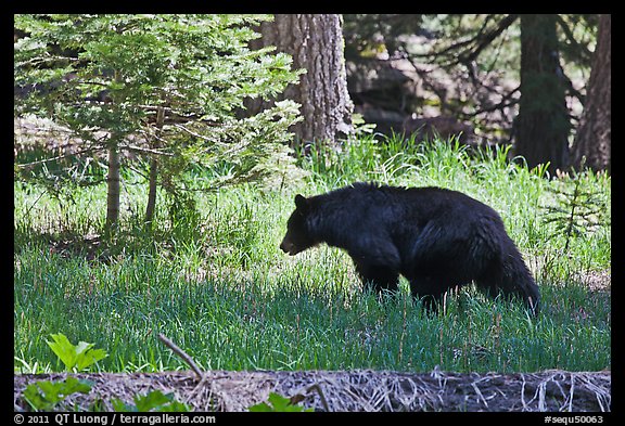 Black bar in forest, Round Meadow. Sequoia National Park (color)