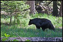 Black bar in forest, Round Meadow. Sequoia National Park, California, USA.