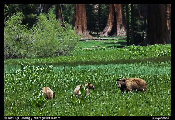 Mother and bear cubs with sequoia trees behind. Sequoia National Park, California, USA.