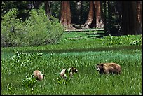 Mother and bear cubs with sequoia trees behind. Sequoia National Park, California, USA.