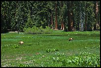 Round Meadow with bear family. Sequoia National Park, California, USA.