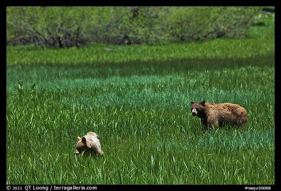 Mother bear and cub grazing in Round Meadow. Sequoia National Park, California, USA.