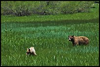 Mother bear and cub grazing in Round Meadow. Sequoia National Park, California, USA.