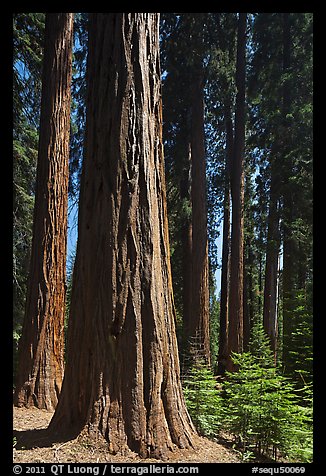 Sunlit sequoia forest. Sequoia National Park (color)