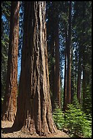 Sunlit sequoia forest. Sequoia National Park, California, USA. (color)