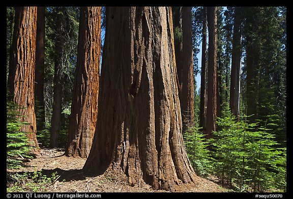 Sunlit sequoia trees. Sequoia National Park, California, USA.