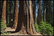 Sunlit sequoia trees. Sequoia National Park, California, USA.