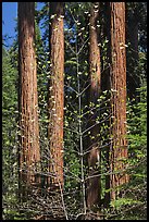 Dogwood in early bloom and sequoia grove. Sequoia National Park, California, USA. (color)