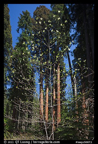 Blooming dogwood and grove of sequoia trees, Hazelwood trail. Sequoia National Park (color)