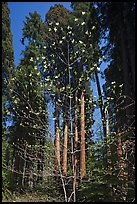 Blooming dogwood and grove of sequoia trees, Hazelwood trail. Sequoia National Park, California, USA. (color)