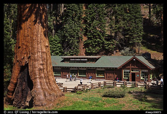 Giant Forest Museum. Sequoia National Park (color)