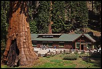 Giant Forest Museum. Sequoia National Park, California, USA. (color)
