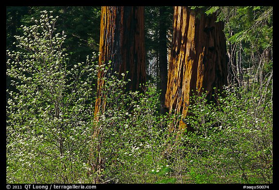 Dogwoods and sequoias. Sequoia National Park (color)