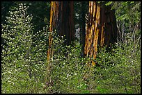 Dogwoods and sequoias. Sequoia National Park, California, USA.