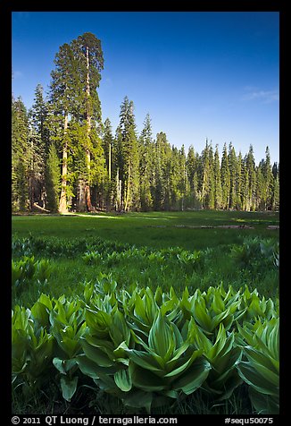 Corn lillies and sequoias in Crescent Meadow. Sequoia National Park, California, USA.