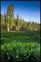 Corn lillies and sequoias in Crescent Meadow. Sequoia National Park, California, USA.