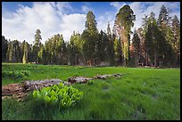 Crescent Meadow, late afternoon. Sequoia National Park, California, USA.