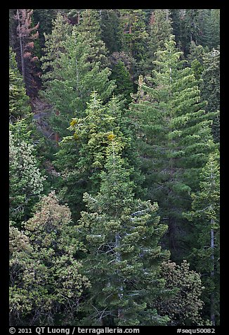 Pine forest canopy. Sequoia National Park (color)