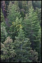 Pine forest canopy. Sequoia National Park, California, USA.