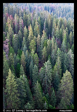 Evergreen forest from above. Sequoia National Park (color)