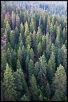 Evergreen forest from above. Sequoia National Park ( color)