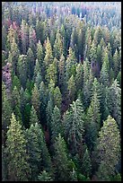 Evergreen forest from above. Sequoia National Park, California, USA.