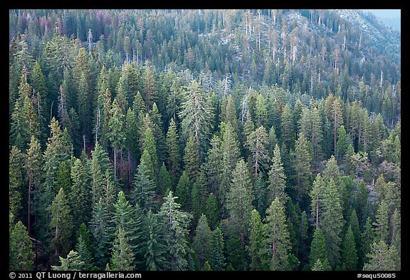 Evergreen forest seen from Moro Rock. Sequoia National Park, California, USA.