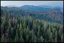 Forest and mountains at dusk. Sequoia National Park ( color)