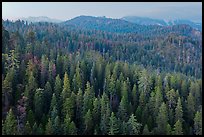 Forest and mountains at dusk. Sequoia National Park, California, USA.