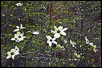 Dogwood flowers. Sequoia National Park, California, USA. (color)