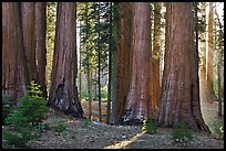 Group of backlit sequoias, early morning. Sequoia National Park, California, USA.