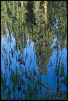 Sequoia trees reflected in pond, Huckleberry Meadow. Sequoia National Park, California, USA.