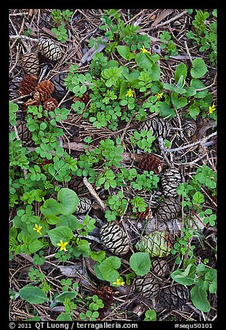 Sequia Forest floor close-up. Sequoia National Park (color)