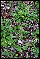 Sequia Forest floor close-up. Sequoia National Park, California, USA.